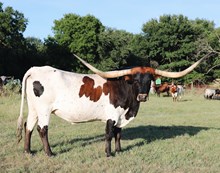 GLR MONIKAS  TEXANA GAL