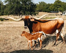 Dan’s Darlin x HL Fully Loaded Bull Calf 
