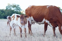  Cinnamon Dolce x Trued Up BCR Bull Calf 