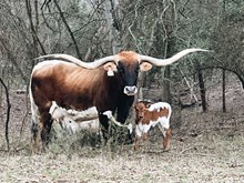 HL Fully Loaded X Dan’s Darlin
