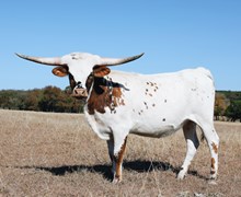 HK Hayden’s Jaynie Bear 