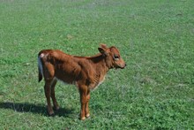 CR MISSED CHANCE HEIFER CALF