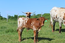 Kay Kay bull 23